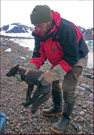 Arctic Fox Norway Canada