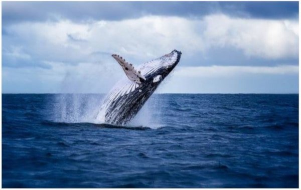 Humpback Whale