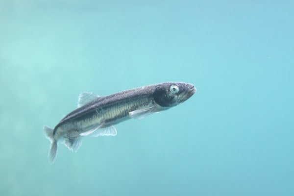 Capelin closeup