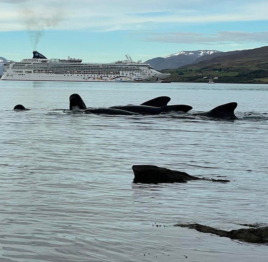 Long-finned pilot whales in Akureyri