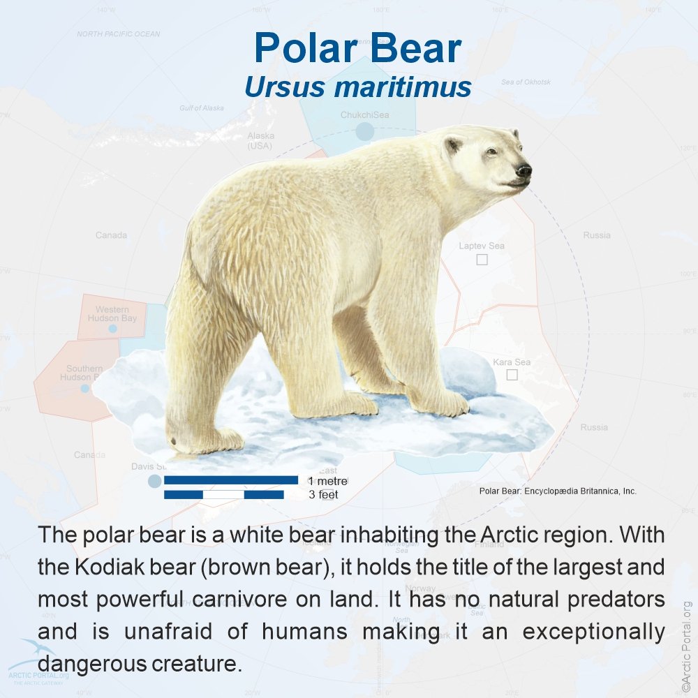 1 Photo PolarBear