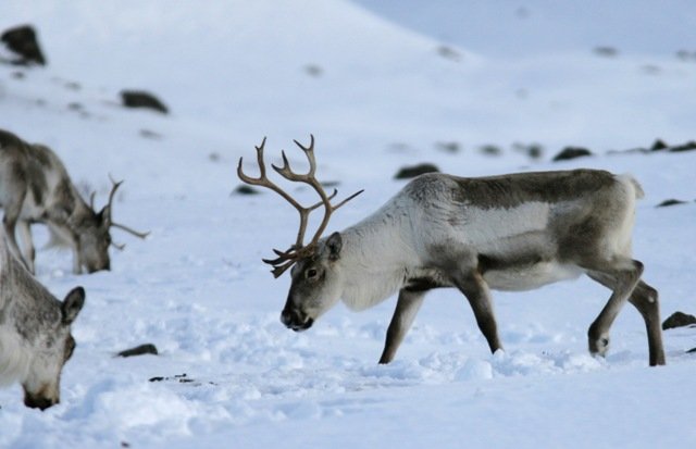 Reindeer in the snow