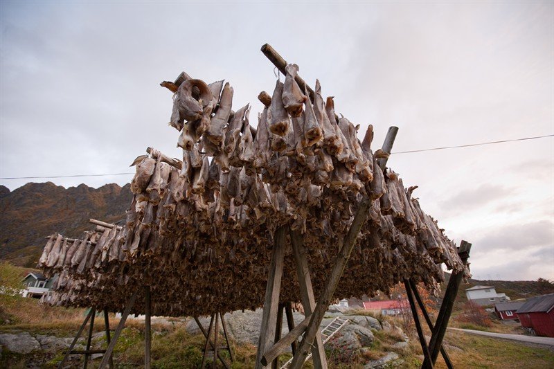 Traditional racks for the drying of cod