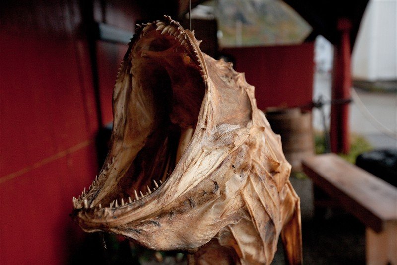 Dried fish, traditional produce in Lofoten, Norway