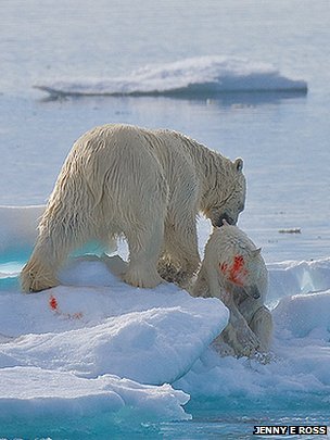 polar bear cub