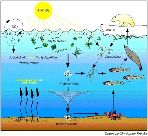 Effects of Arctic Sea Ice Loss on Biodiversity, Weather Patterns and Local Population