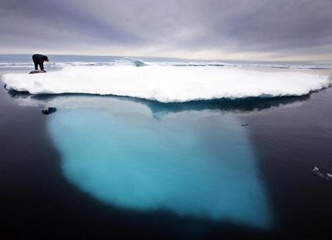 Bear walking on sea ice